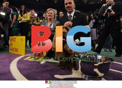 Sussex Spaniel Wins Best In Show