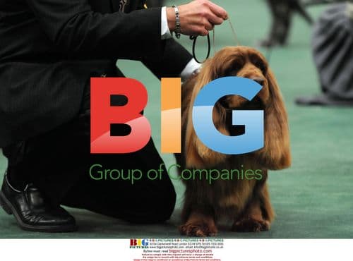 Stump the Sussex Spaniel wins 'Best In Show'