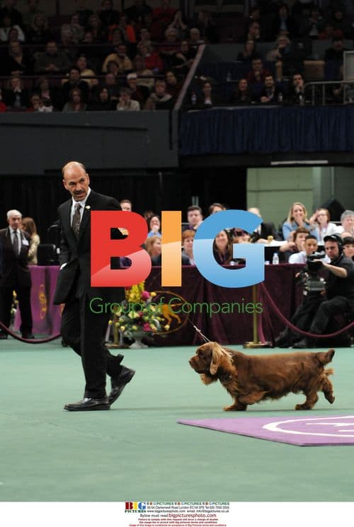Sussex Spaniel Wins 'Best In Show'