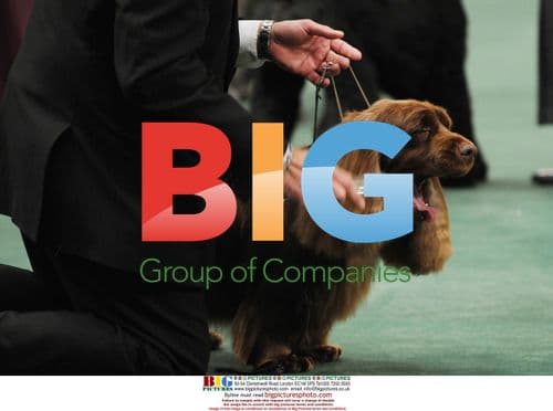 Sussex Spaniel Wins 'Best In Show' 2009