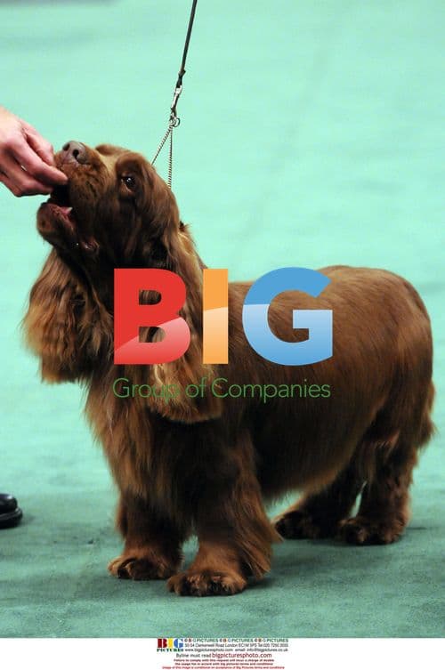 Stump the Sussex Spaniel wins 'Best In Show'