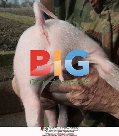 Hermaphrodite Piglet Born in Croatia