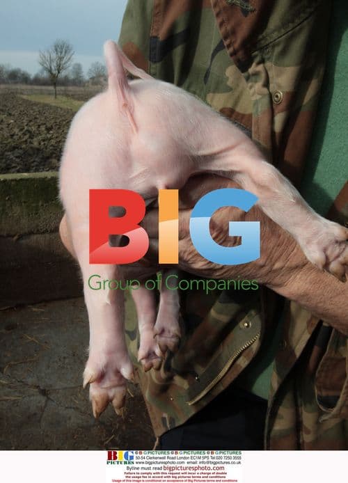 Hermaphrodite Piglet Born in Croatia