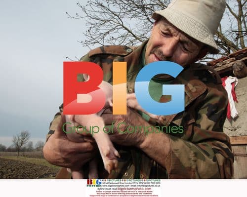 Hermaphrodite Piglet Born in Croatia