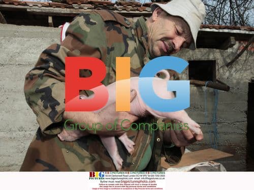 Hermaphrodite Piglet Born in Croatia