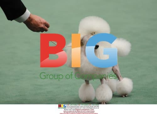 2009 Westminster Kennel Club Dog Show