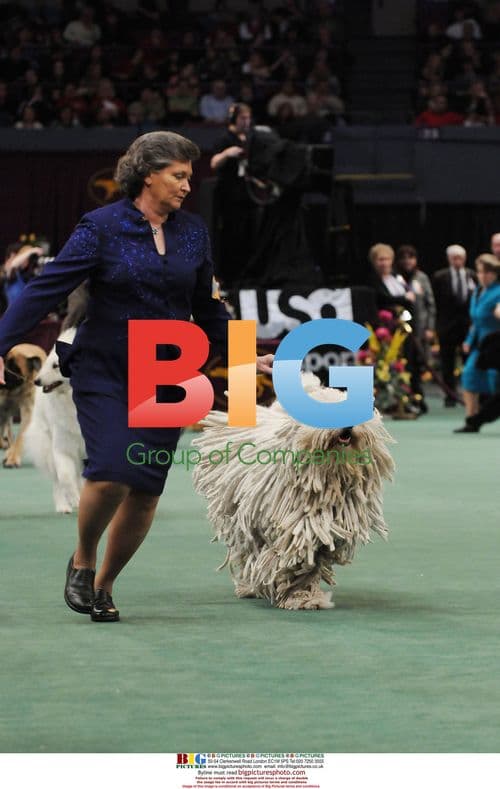 2009 Westminster Kennel Club Dog Show