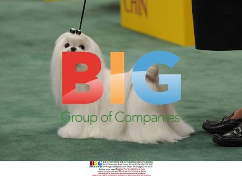 2009 Westminster Kennel Club Dog Show