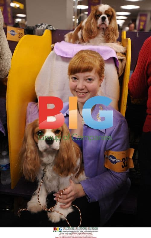 2009 Westminster Kennel Club Dog Show