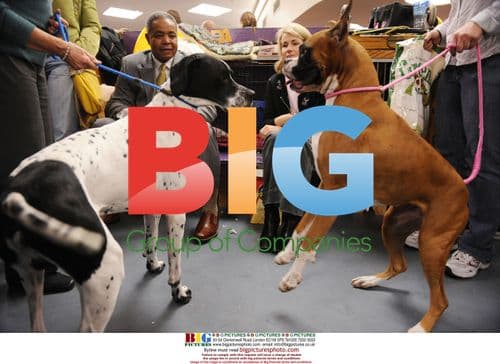 2009 Westminster Kennel Club Dog Show