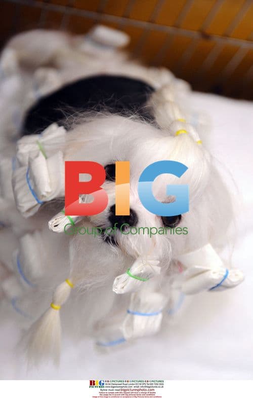 2009 Westminster Kennel Club Dog Show