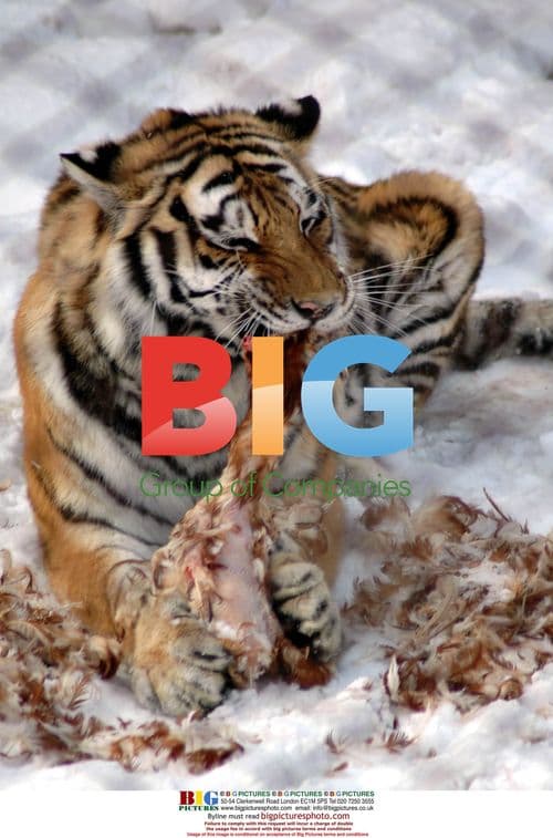 Siberian tiger eating chicken in China