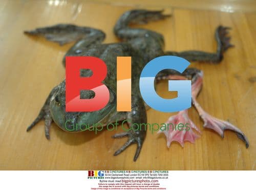 Frog with seven legs found in China