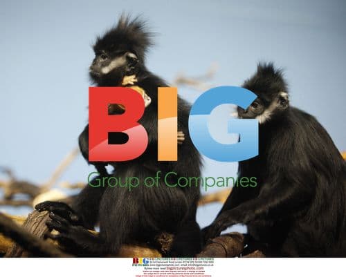 Francois' Langur Infant Born at Lincoln Park Zoo