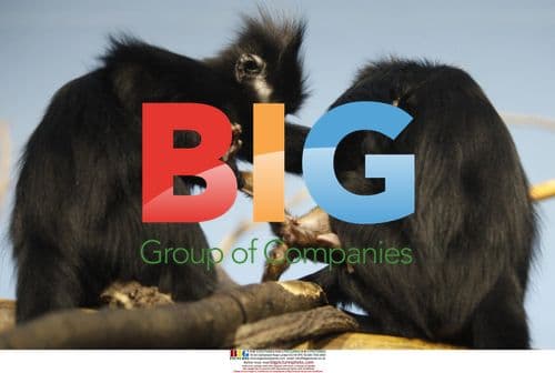 Francois' Langur Monkey Holds Infant at Lincoln Park Zoo