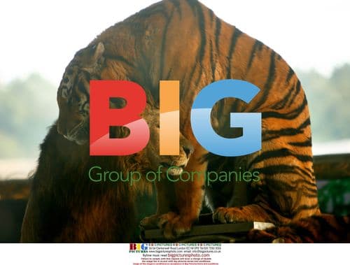 Lion and tiger snuggling at zoo