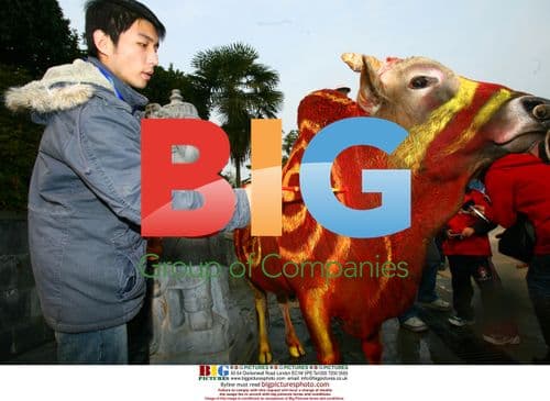 Tourists paint cattle for carnival in China