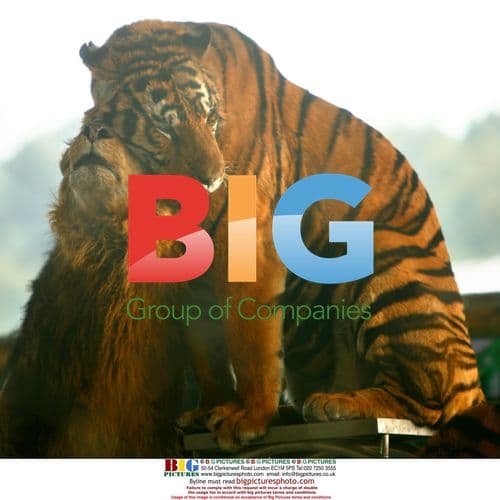 Lion and tiger snuggle in zoo