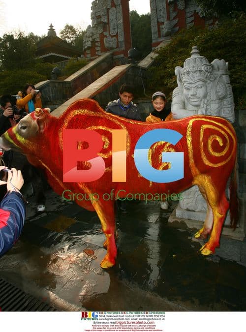 Tourists painting cattle for carnival