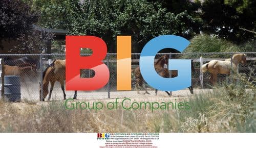 Debbie Rowe's horses at her ranch in Palmdale, USA