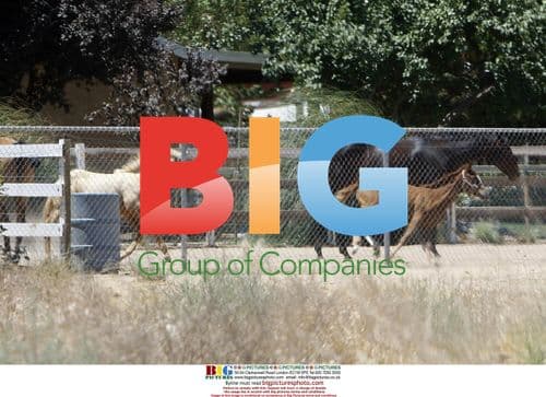 Debbie Rowe's Horses at Her Ranch