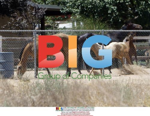 Debbie Rowe's Horses at Her Ranch