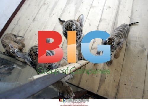 South China tigers in Luoyang, China