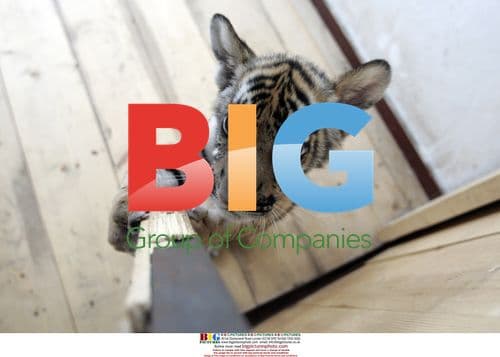 Four South China Tigers Meet Public in Luoyang