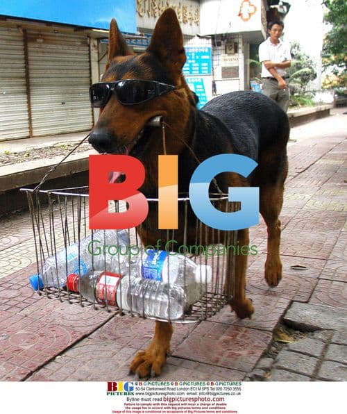 German Shepherd carrying water bottles in China