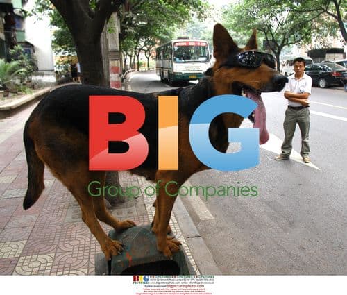 German Shepherd dog in sunglasses