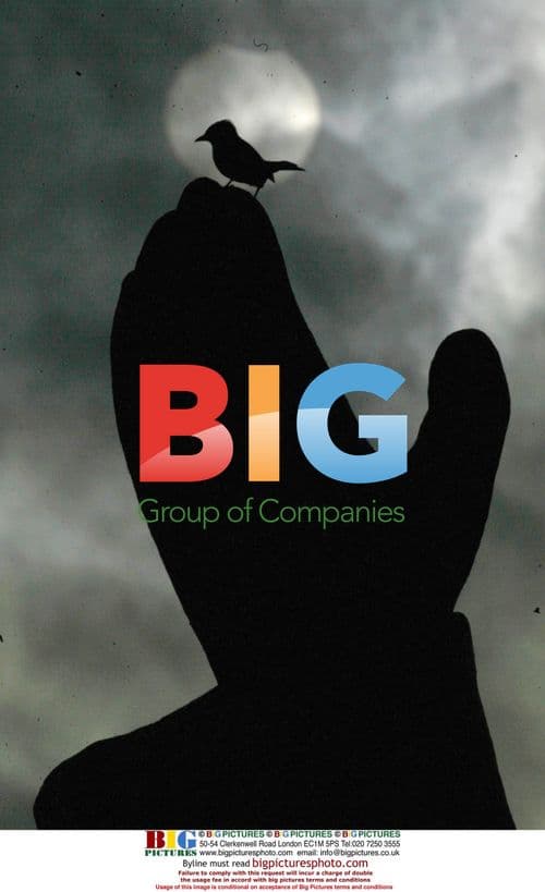 Bird on Statue During Solar Eclipse