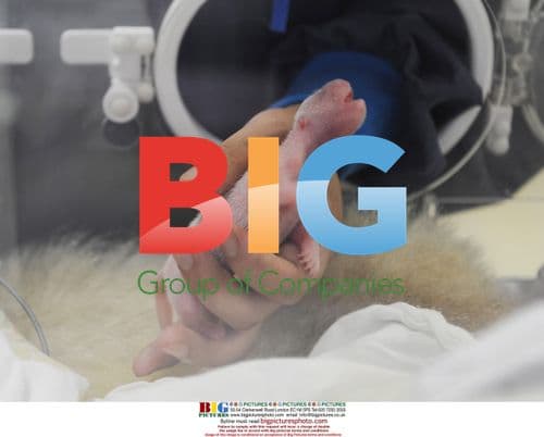 Panda twins born during solar eclipse