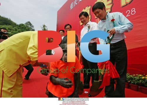 Orangutans Cut Ribbon at Chongqing Hotel Opening