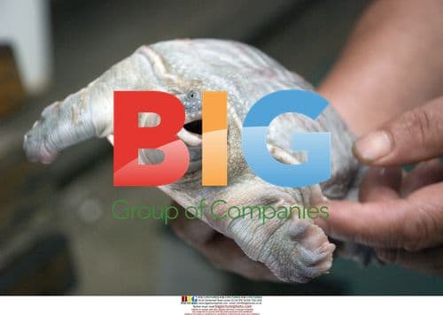 Rare white turtle caught in China