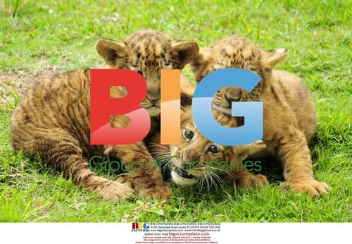 Newborn Ligers in Shenzhen, China