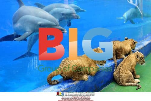 Newborn Triplet Ligers in Shenzhen, China