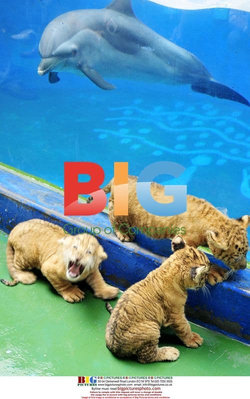 Newborn Triplet Ligers in Shenzhen