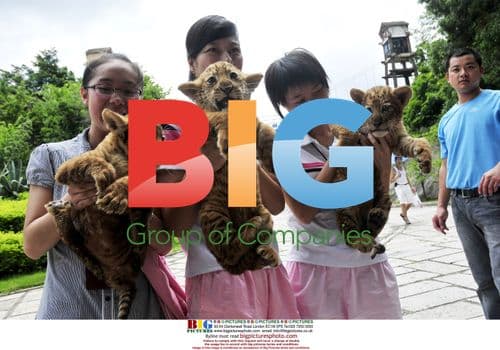 Newborn Triplet Ligers in China
