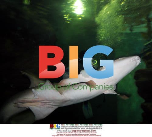 Submariners help nurse sharks lose weight