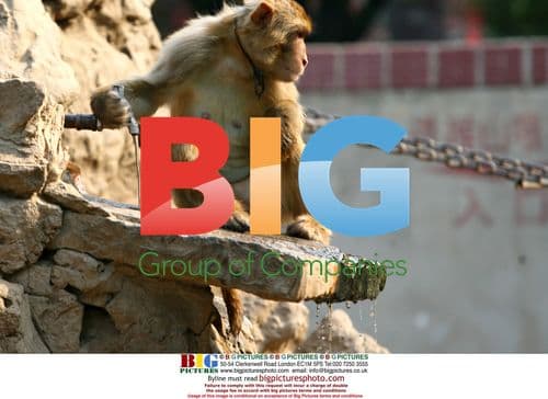 Monkey drinks water in hot weather