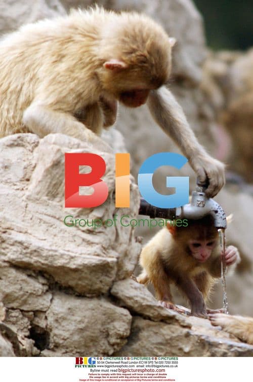 Zoo animals cool off in China