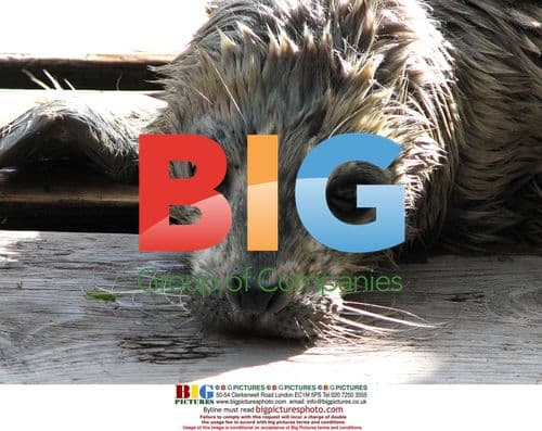 Newborn seal beside Baotu Spring, China
