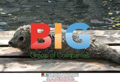 Newborn seal beside Baotu Spring