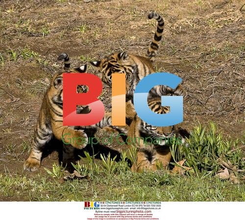 Sumatran Tiger Cubs Play at San Diego Zoo