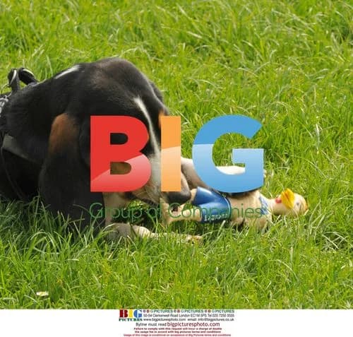 Dog plays with Beckham-inspired pet toys