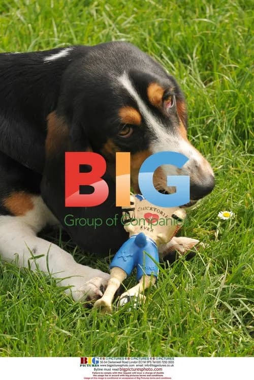 Dog chews on Beckham-inspired pet toys