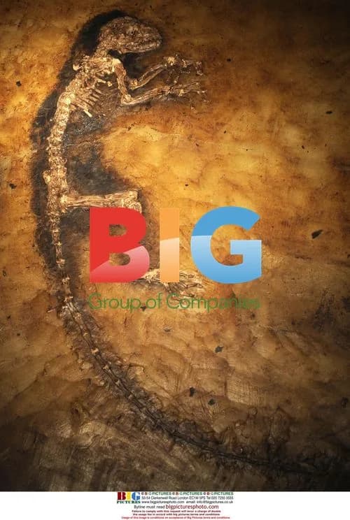 47-Million-Year-Old 'Ida' Fossil Unveiled