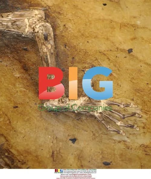 47-million-year-old primate fossil 'Ida' unveiled