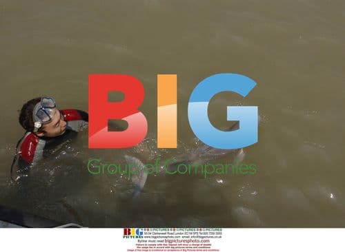 Stranded dolphin rescued and released in Ningbo, China