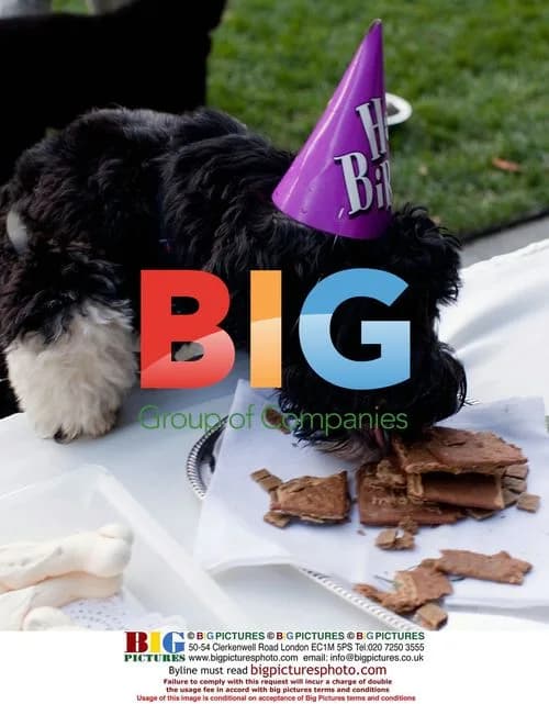 Bo, Obama\'s Dog, Eats Treats at Birthday
